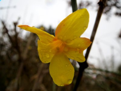 20140210Jasminum nudiflorum Hockenheim01