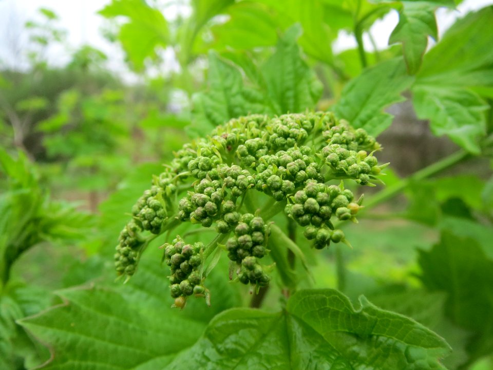 20140405Viburnum opulus1
