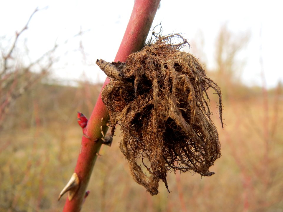 20140130Rosa canina1