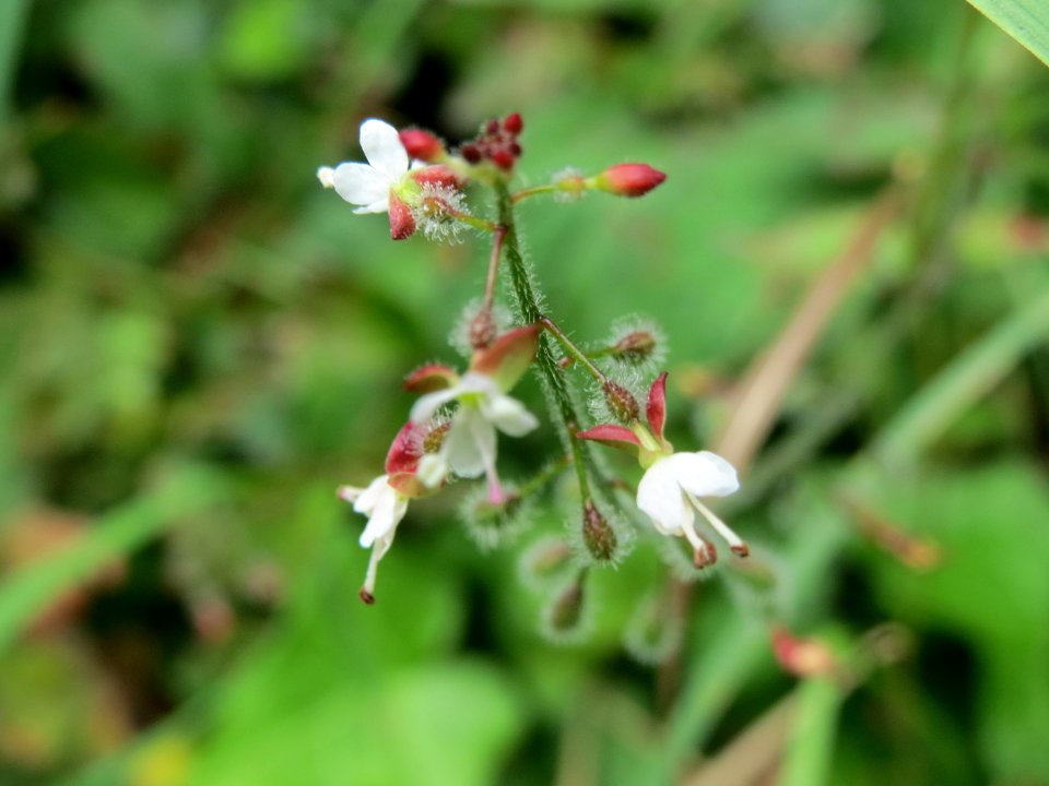 20140825Circaea lutetiana2