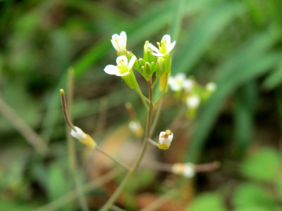 20140825Cardamine hirsuta1