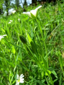 20140330Stellaria holostea2