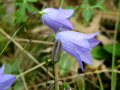 20140803Campanula rotundifolia1