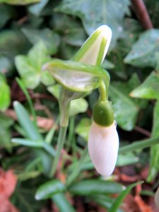 20140210Galanthus nivalis2