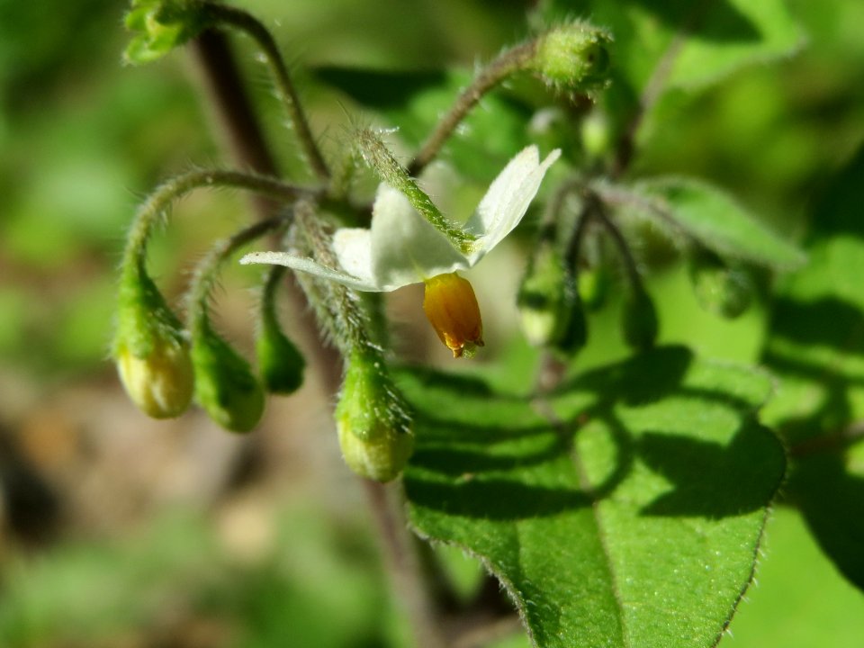 20140824Solanum nigrum2