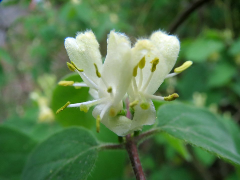 20140418Lonicera xylosteum7