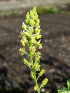 20140820Reseda lutea3
