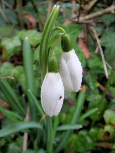 20140210Galanthus nivalis1