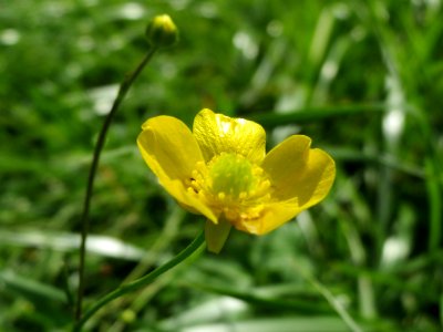 20140824Ranunculus acris3