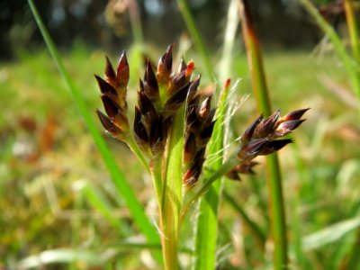 20140321Luzula campestris3