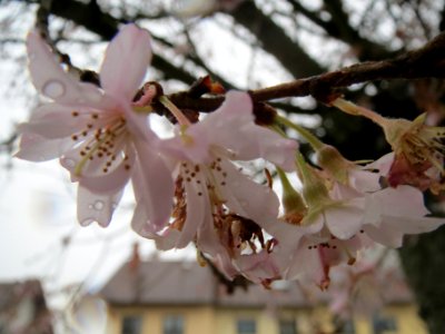 20140210Prunus serrulata3