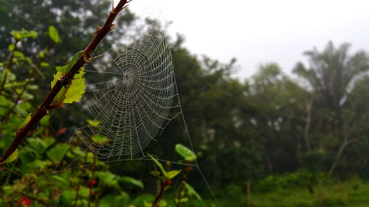 Nature outdoors flora photo