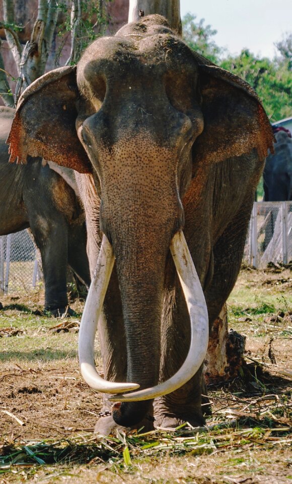 Wildlife animal mammal