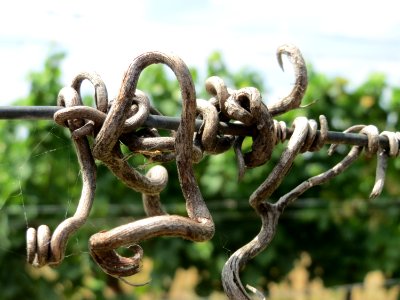 20150722Wein Kostheim7