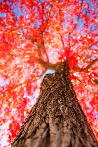 Autumn nature season