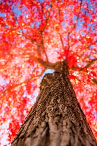 Autumn nature season photo