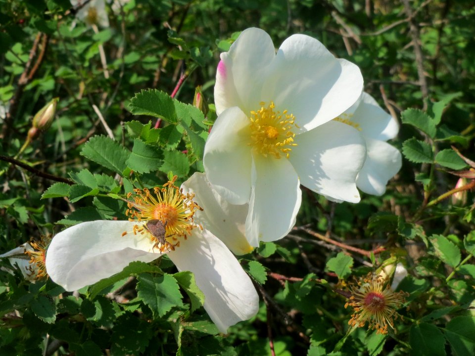 20140430Rosa spinosissima3