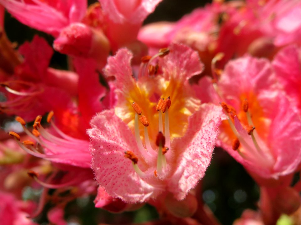 20140502Aesculus × carnea4