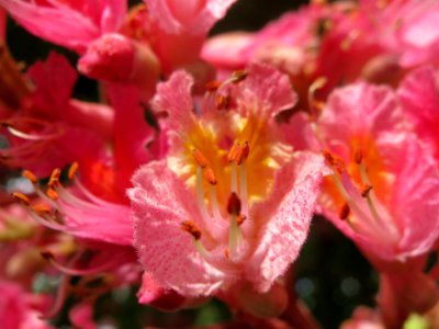 20140502Aesculus × carnea4