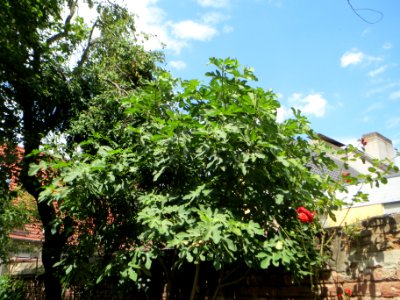 20140627Ficus carica1