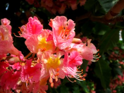 20140502Aesculus × carnea2