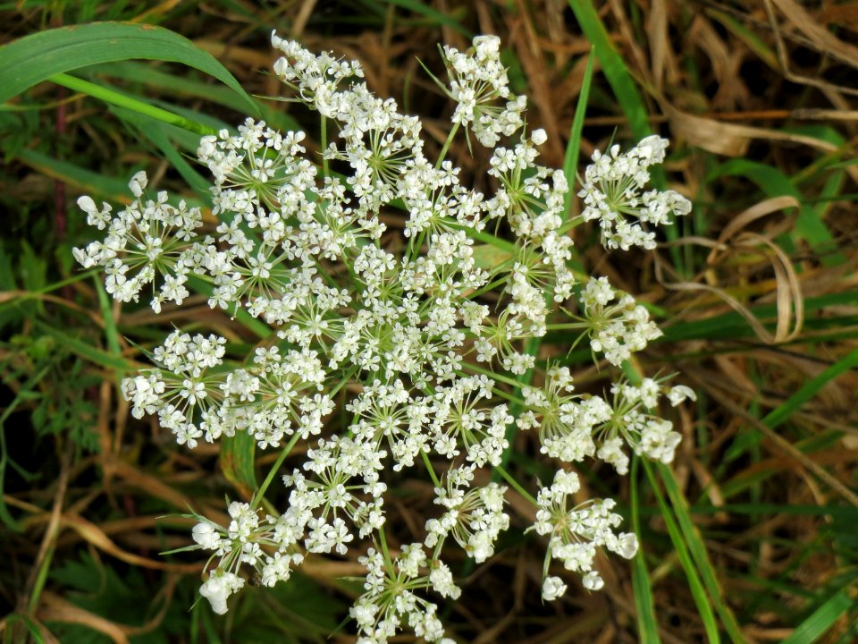 20141017Daucus carota8