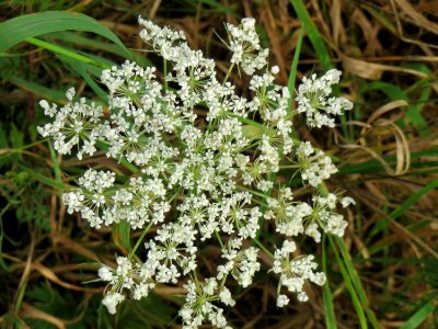 20141017Daucus carota8