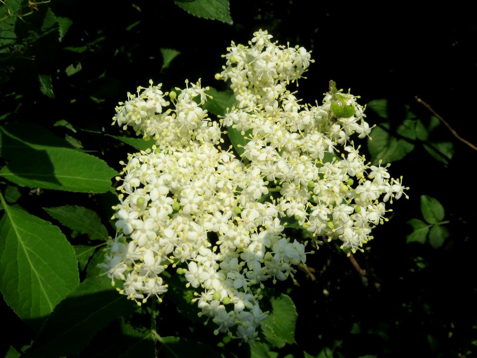 20140430Sambucus nigra1