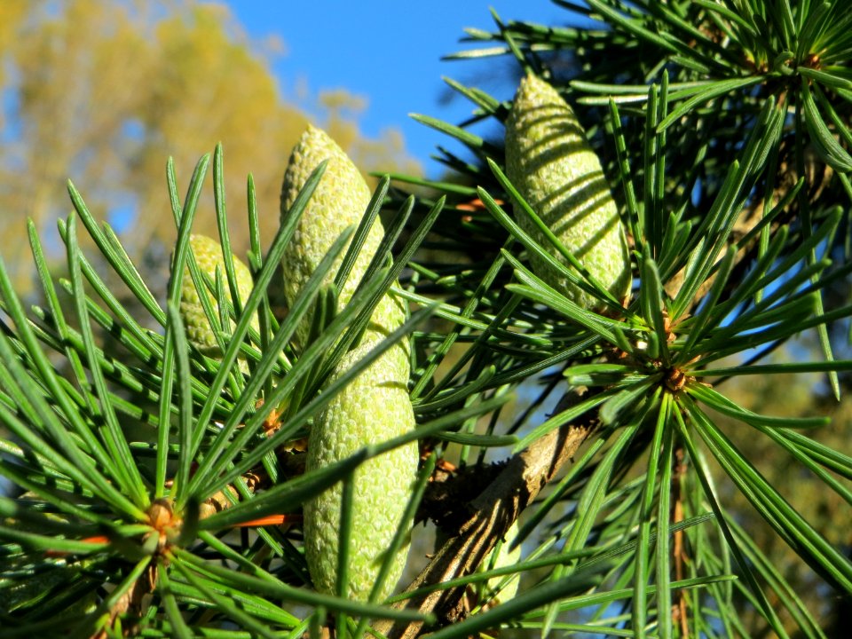 20141011Cedrus deodara1