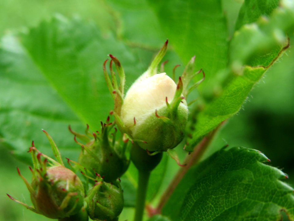 20140509Rosa multiflora05