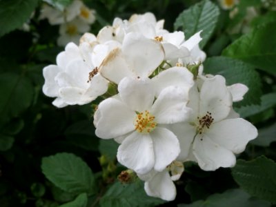 20140515Rosa multiflora1 photo