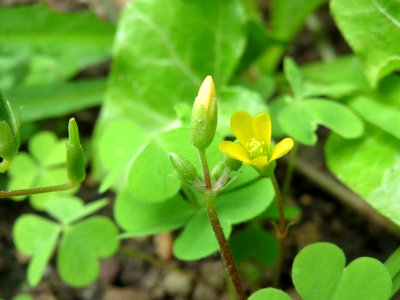 20140825Oxalis stricta