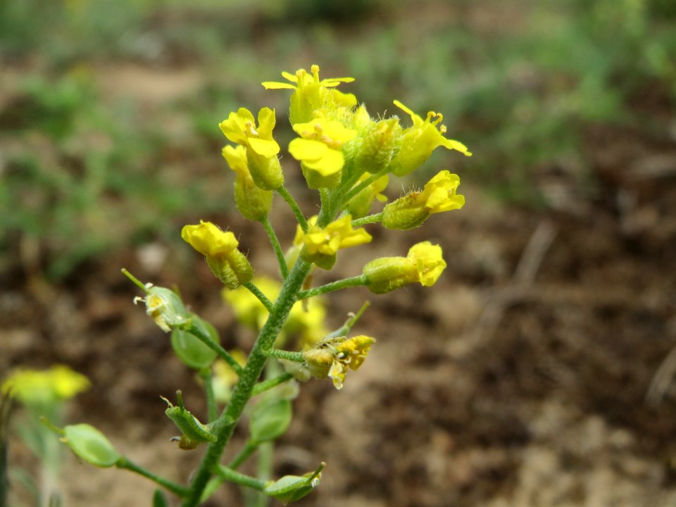 20140803Alyssum montanum3