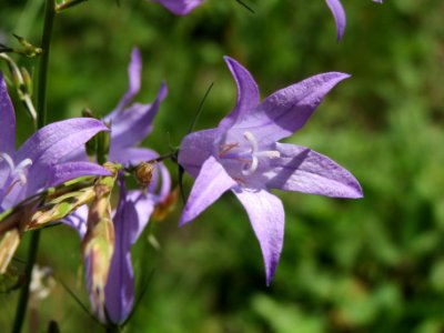 20140606Campanula rapunculus1