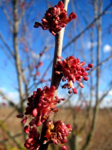 20140217Ulmus minor01 photo