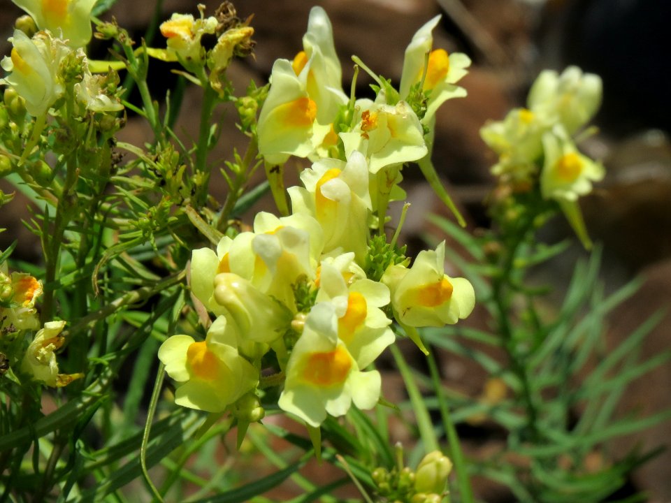 20140716Linaria vulgaris