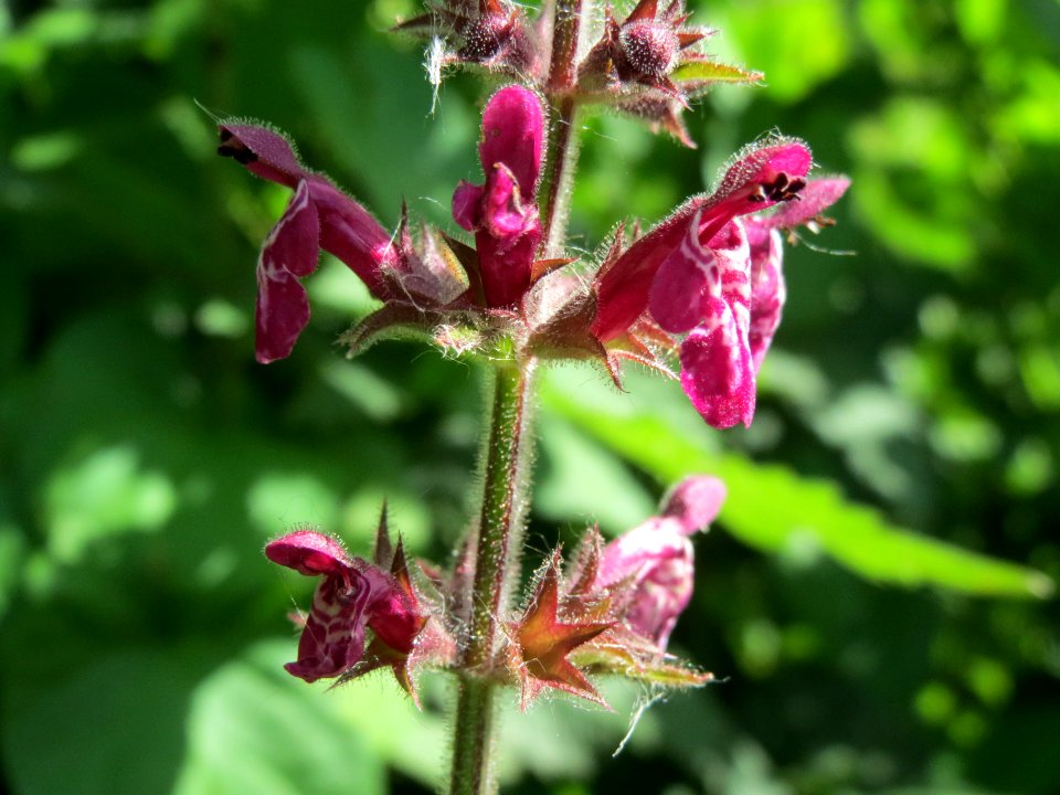 20140606Stachys sylvatica2