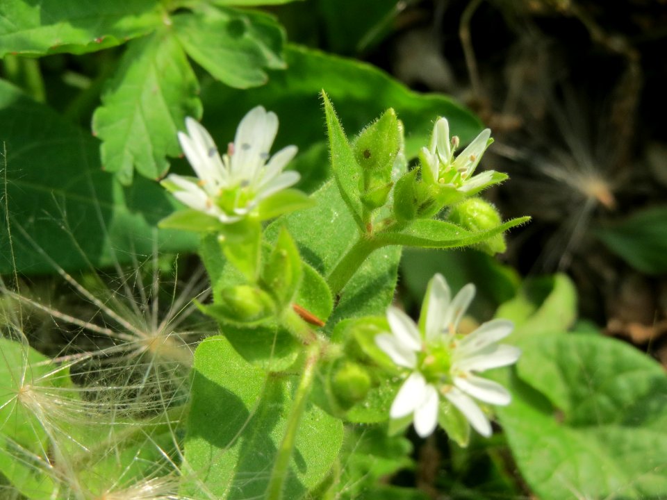20140727Myosoton aquaticum2