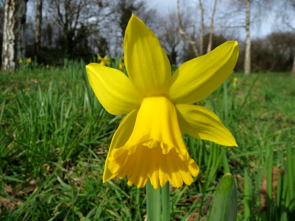 20140227Narcissus pseudonarcissus1