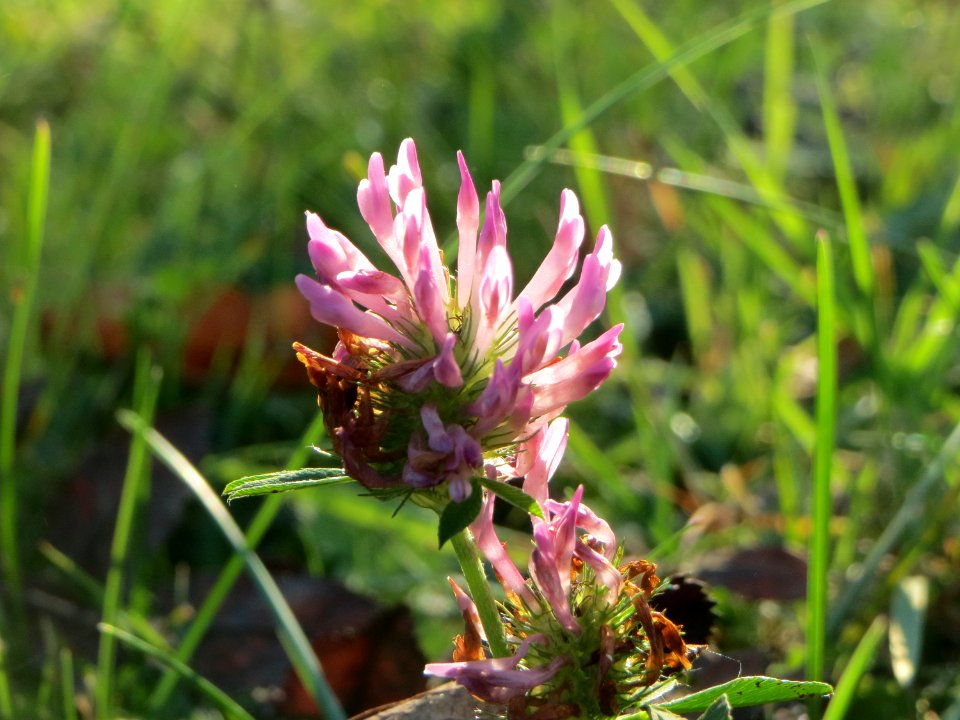 20141003Trifolium pratense1