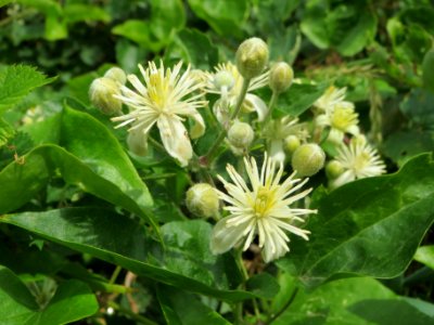 20140627Clematis vitalba2