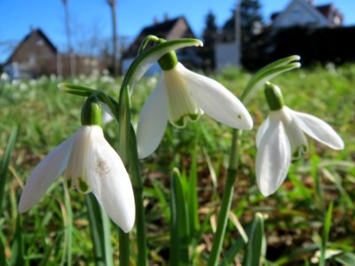 20140217Galanthus nivalis1