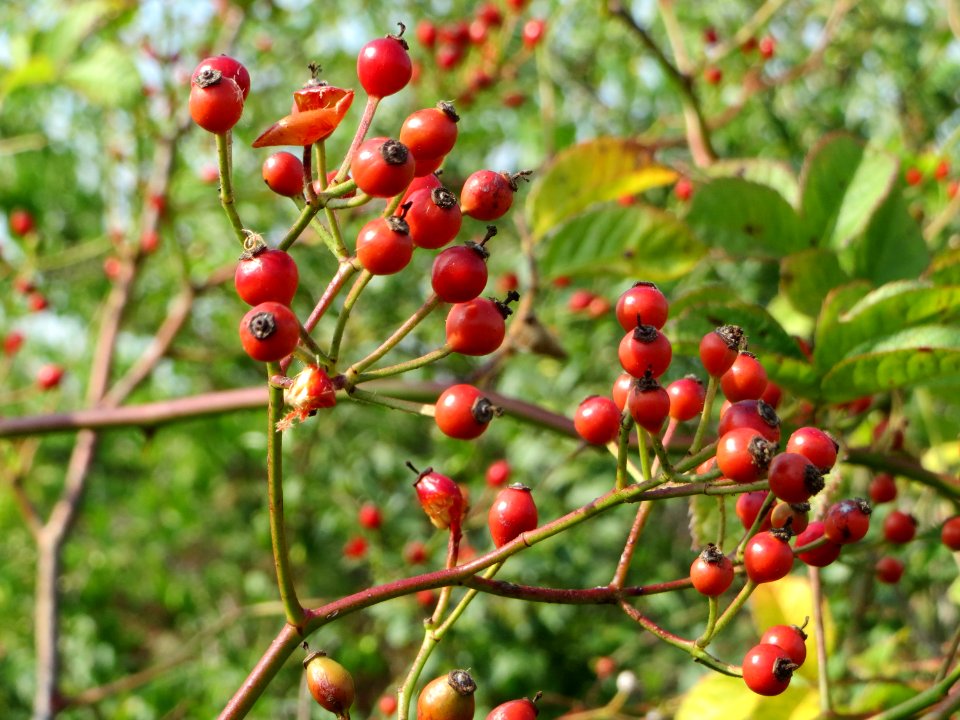 20140907Rosa multiflora2