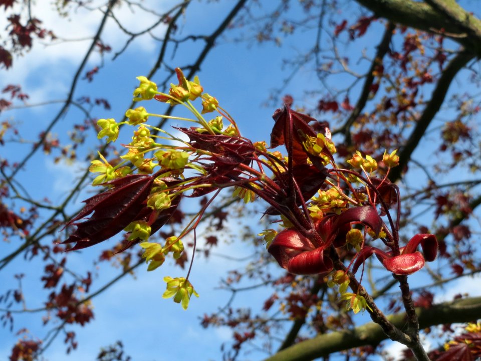 20140406Ahorn Altlussheim08