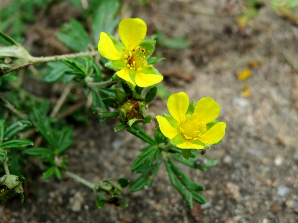 20140825Potentilla argentea
