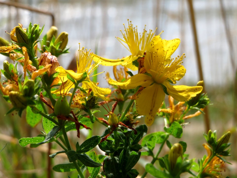 20140727Hypericum perforatum