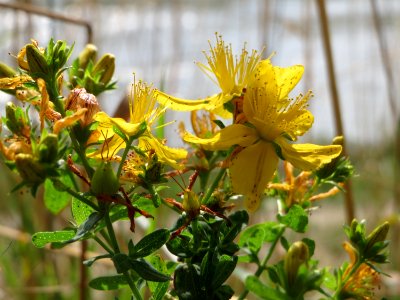 20140727Hypericum perforatum