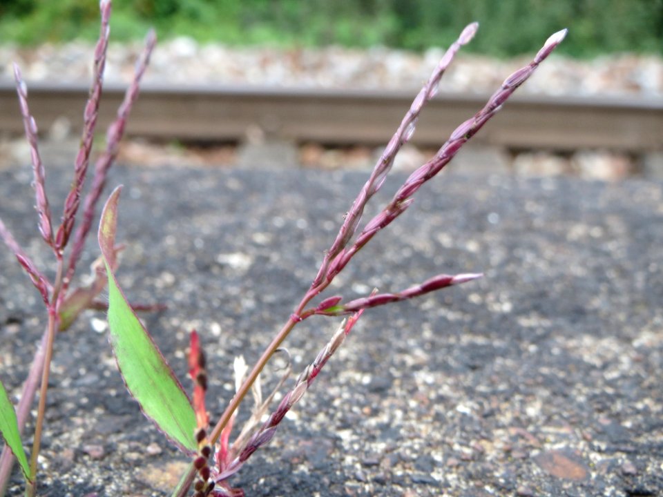20140904Digitaria sanguinalis2