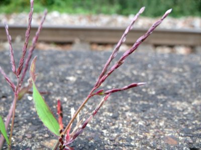 20140904Digitaria sanguinalis2