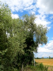 20140630Tongruben beim Siegelhain2